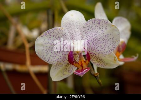 Orchidée blanche sur fond flou, gros plan photo de fleur tropicale Banque D'Images