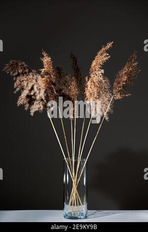 Sécher l'herbe de pampas dans un vase transparent en verre posé sur une table blanche sur fond noir. Panicules molletonnés. Design écologique tendance Banque D'Images