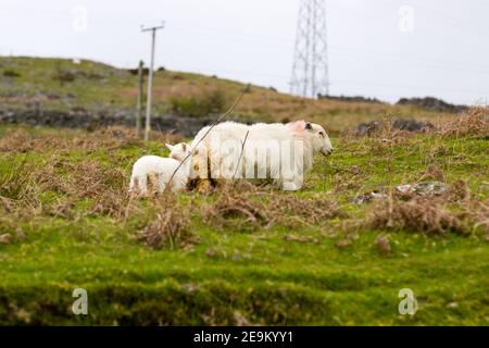 Une brebis galloise de montagne mène son agneau sur un Pâturage montagneux sauvage et sauvage dans la région rurale de Bala au nord du pays de Galles Banque D'Images