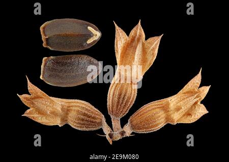 Dracocephalum moldavica, dragonhead moldave, Türkischer Drachenkopf, gros plan, calyces et graines (nutlets) Banque D'Images