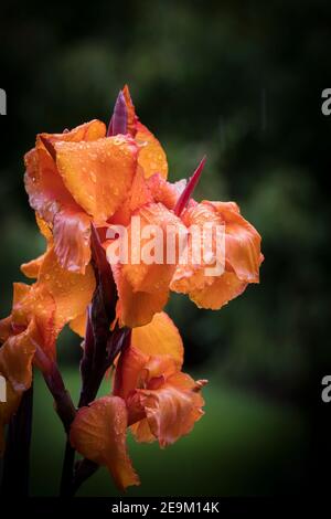 Gouttelettes de pluie sur les pétales de la fleur d'un Lily de Canna. Banque D'Images