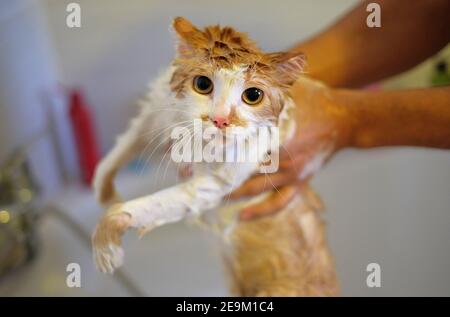 Lavage du chat. Chat mouillé, peur et malheureux dans les mains humaines. Banque D'Images