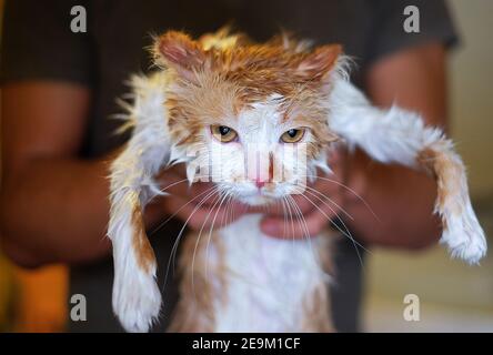 Chat mouillé et malheureux dans les mains humaines après le bain. Banque D'Images