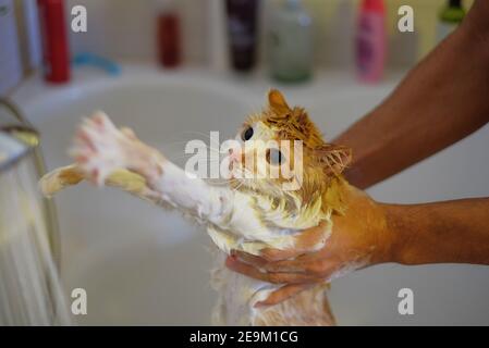 Lavage du chat. Chat mouillé, peur et malheureux dans les mains humaines. Banque D'Images