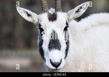 Berlin, Allemagne. 27 janvier 2021. Un antilope d'oryx (Oryx) regarde l'appareil photo du photographe. D'une superficie de 160 hectares, le zoo est le plus grand parc animalier d'Europe. Sa population comprend près de 8,000 animaux. Credit: Kira Hofmann/dpa-Zentralbild/ZB/dpa/Alay Live News Banque D'Images