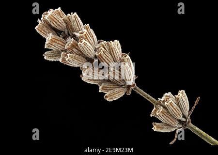 Lavandula angustifolia, lavande véritable, Echter Lavendel, gros plan, calyces avec graines (nutlets) à l'intérieur Banque D'Images