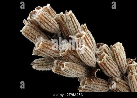 Lavandula angustifolia, lavande véritable, Echter Lavendel, gros plan, calyces avec graines (nutlets) à l'intérieur Banque D'Images