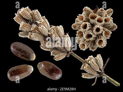 Lavandula angustifolia, lavande véritable, échtre Lavendel, gros plan, calyces et graines (nutlets) Banque D'Images