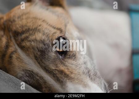 Portrait de très gros plan PET greyhound. Des détails extrêmes dans son œil marron alors qu'elle se trouve dans son lit de chien. Bringé éclatant et fourrure blanche. Banque D'Images