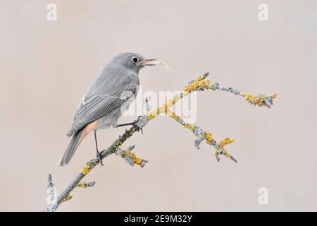 Black redstart à la chasse (Phoenicurus ochruros) Banque D'Images