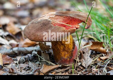 Le Scarletina Bolete (Neoboletus erythropus) est un champignon comestible , une photo enrarante Banque D'Images