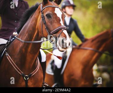 Sur les chevaux de course de la baie, les cavaliers s'assoient dans les selles et attendent l'entrée de l'arène pour se produire aux compétitions en été. Afficher le saut. EQU Banque D'Images