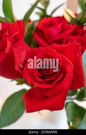 Roses rouges en fleurs Banque D'Images