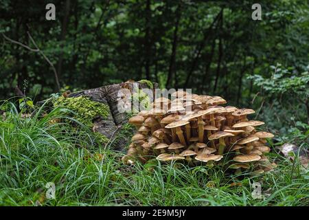 Armillaria mellea, communément appelé champignon du miel, est un champignon basidiomycète du genre Armillaria. , une photo enrarante Banque D'Images