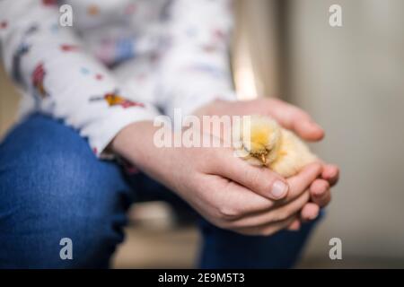 Jeune fille tenant récemment éclos de poulet polonais Bantam jaune molletonné un petit bébé poussait dans ses mains à seulement trois jours ancien Banque D'Images