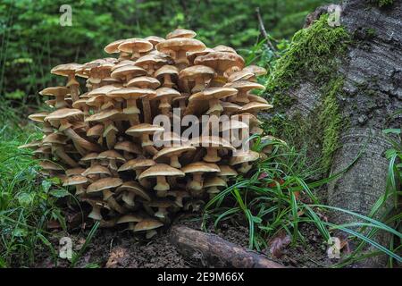 Armillaria mellea, communément appelé champignon du miel, est un champignon basidiomycète du genre Armillaria. , une photo enrarante Banque D'Images