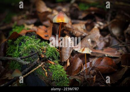 Le Bonnet de Saffrondrop (Mycena crocata) est un champignon non comestible , une photo enrarante Banque D'Images