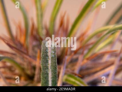 Gros plan artistique du palmier de Madagascar (Pachypodium lamerei) avec gouttes d'eau Banque D'Images