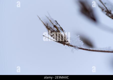 Yarrow commun recouvert de neige dans un paysage d'hiver Banque D'Images