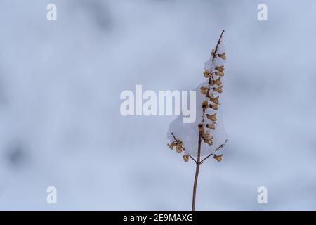 Yarrow commun recouvert de neige dans un paysage d'hiver Banque D'Images