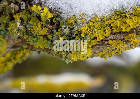 Gros plan de lichen orange commun (échelle jaune) sur une branche de bois enneigée en hiver Banque D'Images