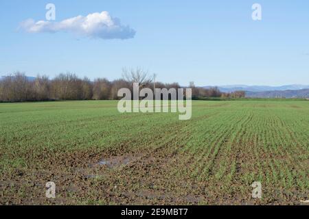 Vue panoramique sur une zone agricole de ​​Tuscany avec montagnes en arrière-plan Banque D'Images