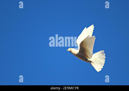 Une colombe blanche voler dans le ciel Banque D'Images