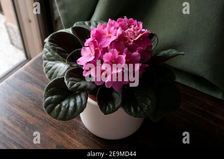 Violet africain rose plante sur table en bois par fenêtre à maison jardin Banque D'Images