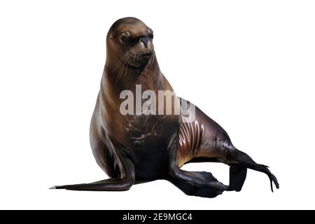 Lion de mer d'amérique du Sud (Otaria flavescens) Banque D'Images