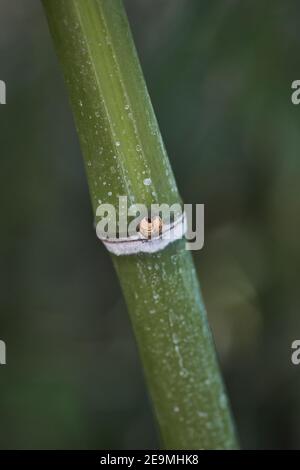 Gros plan vertical d'un bâton de bambou vert Banque D'Images