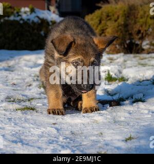 Un chiot de 9 semaines de berger allemand mâchant sur de la glace. Neige en arrière-plan Banque D'Images