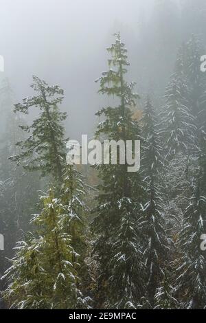 Conifères sur une journée brumeuse de la fin de l'automne vue depuis le High Steel Bridge dans la forêt nationale olympique, État de Washington, États-Unis Banque D'Images