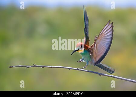 Apiculteur européen (Merops apiaster) atterrissage sur branche / branche avec ailes ouvertes Banque D'Images