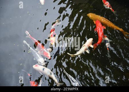 Les poissons koï japonais nagent dans l'eau transparente de l'étang dans le zoo. Les poissons rouges et les carpes colorés nagent sous l'eau dans le lac. Texture aquatique ondulée Banque D'Images