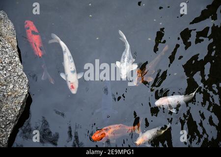 Les grands poissons koi nagent dans l'eau transparente de l'étang. Vue imprenable sur les poissons rouges et les carpes japonais colorés nagent sous l'eau dans le lac. Banque D'Images