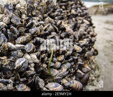 Coquillages et barnacles attachés à une roche sur la Clayoquot Island Preserve Banque D'Images