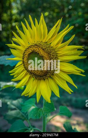 Un tournesol jaune vif entièrement ouvert avec gouttes de pluie les pétales et le centre de la fleur après le les précipitations en gros plan Banque D'Images