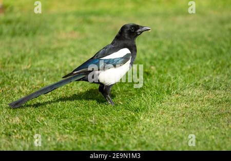 Magpie, Nom scientifique, Pica Pica, avec plumage brillant se nourrissant de vers sur une pelouse en herbe verte. Vers la droite. Gros plan. Horizontale. Espace pour la copie Banque D'Images