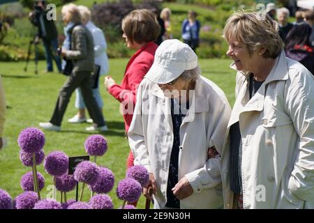 Deux dames blanches aux cheveux gris inspectant les alliums violets au salon des fleurs Harrogate, North Yorkshire, Angleterre, Royaume-Uni. Banque D'Images