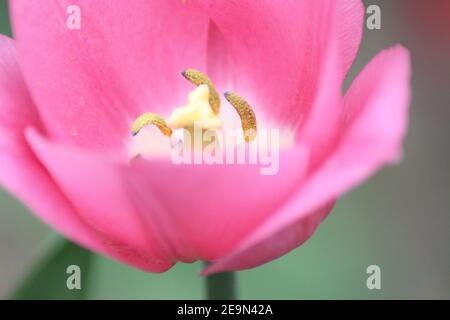 Macro photo de tulipes Banque D'Images