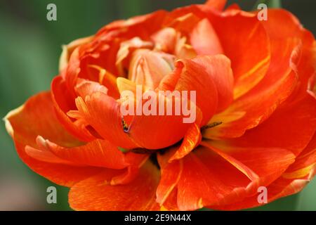 Macro photo de tulipes Banque D'Images