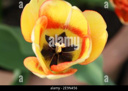 Macro photo de tulipes Banque D'Images