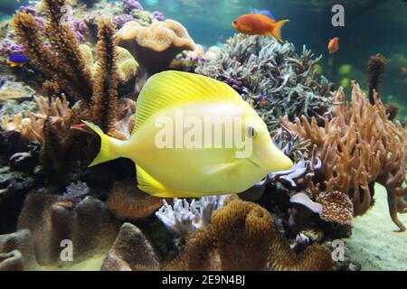 Zebrasoma flavescens tang (jaune) Banque D'Images