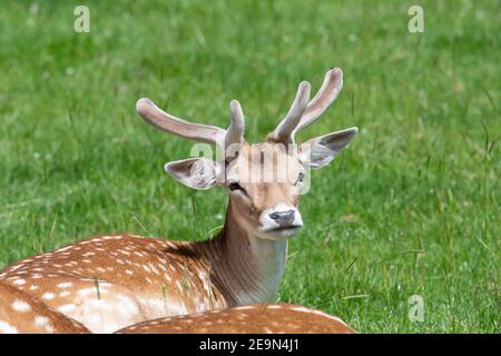 Head shot of a male le daim (Dama dama) avec bois assis sur l'herbe Banque D'Images