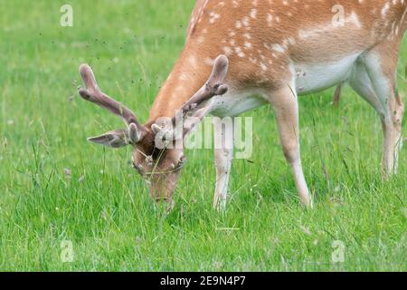 Gros plan d'un cerf de Virginie (dama dama) buck pâturage dans un pré Banque D'Images
