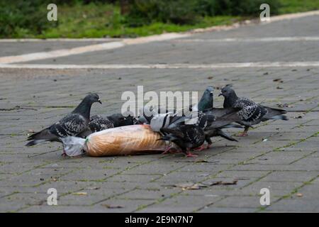 Un groupe de pigeons domestiques appréciant un pain perdu dans une rue de la ville. Banque D'Images