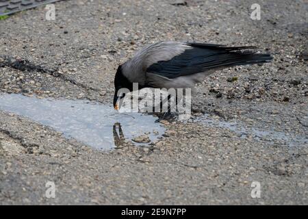 Un corbeau gris mouillant un morceau de pain dans une flaque d'eau de pluie. Banque D'Images