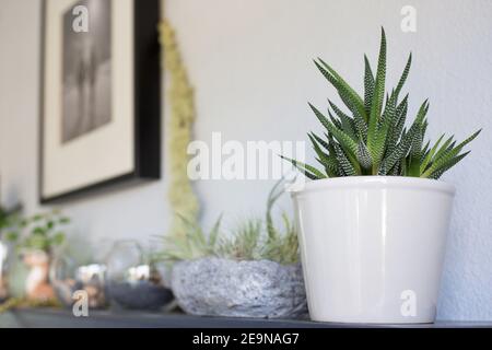 Haworthiopsis attenuata et d'autres plantes sur un manteau. Banque D'Images