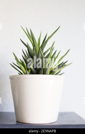 Haworthiopsis attenuata maison plante dans un pot gris. Banque D'Images