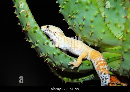 Le gecko léopard (Eublepharis macularius) Banque D'Images